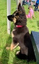 Black and Tan German Shepherd puppy