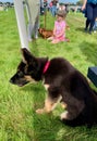 Black and Tan German Shepherd puppy