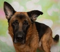 black and tan german shepherd puppy dog close up portrait looking to the right Royalty Free Stock Photo