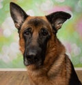 black and tan german shepherd puppy dog looking at camera face portrait Royalty Free Stock Photo