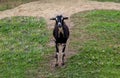 Black and Tan goat closeup standing center in grass field Royalty Free Stock Photo