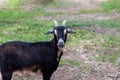 Black and Tan goat closeup standing in grass field Royalty Free Stock Photo