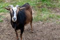 Black and Tan goat closeup standing in grass field Royalty Free Stock Photo