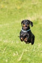 Black and tan smooth-haired miniature dachshund in field