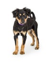 Black and Tan Mixed Large Breed Puppy Standing Royalty Free Stock Photo