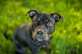 Black and tan pit bull terrier head shot Royalty Free Stock Photo