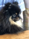 Black and tan pomeranian spitz