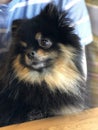 Black and tan pomeranian spitz