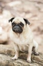 Black and tan pug breed dog at red bud isle, austin texas