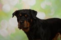 black and tan rottweiler puppy dog face looking at camera portrait Royalty Free Stock Photo