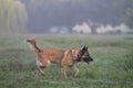 Shepherd dog walking in tall grass off leash Royalty Free Stock Photo