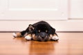 Black and tan shiba inu puppies Sleeping on the wooden floor Royalty Free Stock Photo