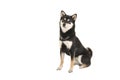 Black and tan sitting shiba inu dog looking at the camera Royalty Free Stock Photo