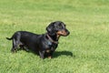 Black and tan smooth-haired miniature dachshund in field