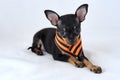 Black and tan smooth-haired Russian toy terrier with Saint George`s ribbon Royalty Free Stock Photo