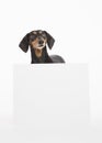 Cute dachshund with a blank white sign