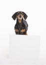 Young black and tan dachshund looks up from blank sign isolated in the studio on white