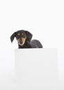 Small weiner dog looks curious and stands above blank white sign in the studio isolated