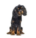 Black and tan Young Cavalier King Charles Spaniel sitting Royalty Free Stock Photo