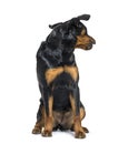 Black-and-tan Young Rottweiler sitting in front and looking back Royalty Free Stock Photo