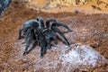 The black tarantula Grammostola pulchra spider sits on the ground Royalty Free Stock Photo