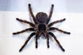 The black tarantula Grammostola pulchra spider sits on white cloth Royalty Free Stock Photo