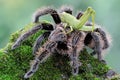 A black tarantula looking for prey in the bushes.