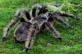 A black tarantula looking for prey in the bushes.