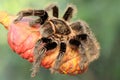 A black tarantula looking for prey in the bushes.