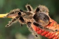 A black tarantula looking for prey in the bushes.