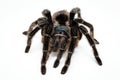 Black tarantula spider, large arthropod on white isolated background