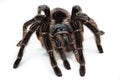 Black tarantula spider, large arthropod on white isolated background