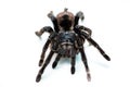 Black tarantula spider, large arthropod on white isolated background