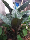 Black taro/black taro ornamental plant?