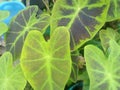 black taro leaf variations