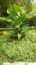 The black taro tree with its own texture that has black leaf stems.