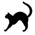 Black tat silhouette, Scary cat Halloween for t-shirt, vector