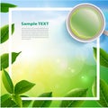 Black tea and green tea cup brochure, banner, leaves vector.