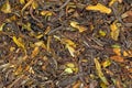 Black Tea Lapsang Souchong