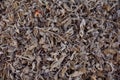 Black tea loose dried tea leaves, macro Royalty Free Stock Photo