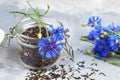 Black tea mix with dried cornflower petals and thyme in glass jar with fresh cornflowers