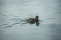 Black teal has orange eyes swimming and looking. In the turquoise water in a rural pond Royalty Free Stock Photo