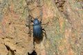 Tenebrionidae beetle Royalty Free Stock Photo