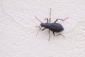 Tenebrionidae beetle Royalty Free Stock Photo