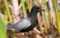 Black Tern