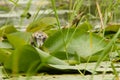 Black Tern Baby Chick