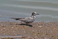 Black Tern (Chlidonias niger)