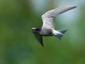 Black tern (Chlidonias niger)