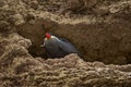 Black tern from Ecuador. Black Tern, Larosterna inca, bird on tree branch. Portrait of Inca Tern from Peruvian coast. Bird in Royalty Free Stock Photo