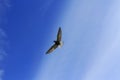 Black tern in flight against the backdrop of magnificent sky Royalty Free Stock Photo